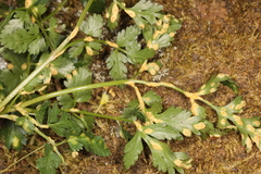 Puccinia pimpinellae