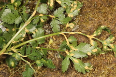Puccinia pimpinellae
