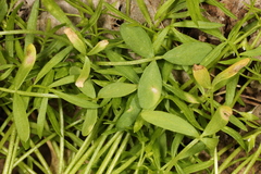 Hyaloperonospora floerkeae