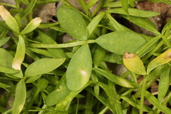 Hyaloperonospora floerkeae