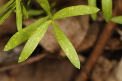 Hyaloperonospora floerkeae