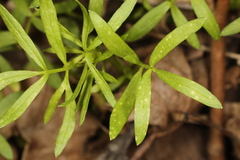 Hyaloperonospora floerkeae