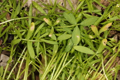 Hyaloperonospora floerkeae