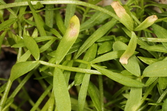 Hyaloperonospora floerkeae