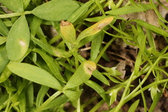 Hyaloperonospora floerkeae