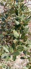 Berberis asiatica