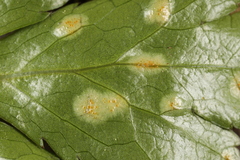 Puccinia saniculae