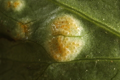 Puccinia saniculae