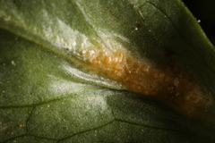 Puccinia saniculae