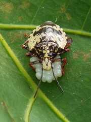 Antiteuchus melanoleucus