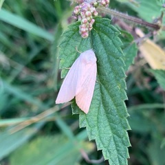 Arenostola phragmitidis