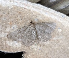 Philereme vetulata