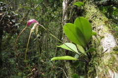 Masdevallia