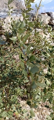 Berberis asiatica