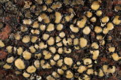 Coccomyces strobi