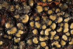 Coccomyces strobi