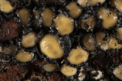 Coccomyces strobi