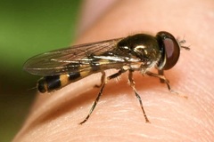 Platycheirus scutatus