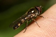 Platycheirus scutatus