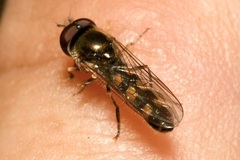 Platycheirus scutatus