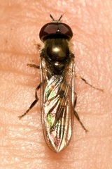 Platycheirus scutatus
