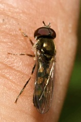 Platycheirus scutatus