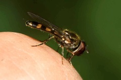 Platycheirus scutatus