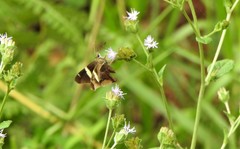 Oechydrus chersis
