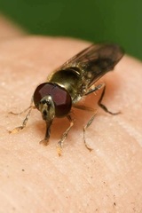 Platycheirus scutatus