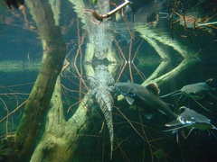 Broad-Snouted Caiman photo 5