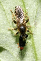 Choerades fuliginosa