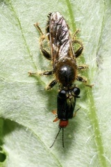 Choerades fuliginosa