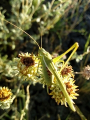 Burgilis curta