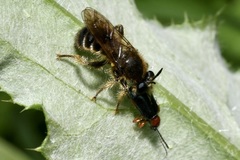 Choerades fuliginosa