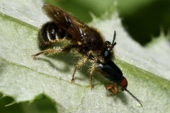 Choerades fuliginosa