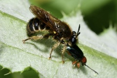 Choerades fuliginosa