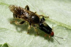 Choerades fuliginosa