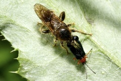 Choerades fuliginosa