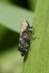 Errastunus ocellaris