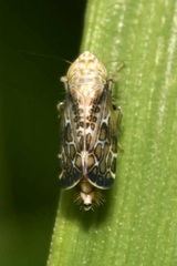 Errastunus ocellaris