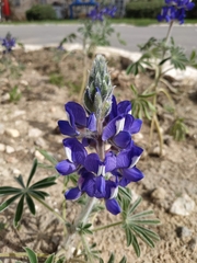Lupinus pilosus