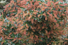 Weinmannia elliptica