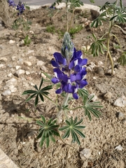 Lupinus pilosus