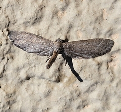 Glaucina interruptaria