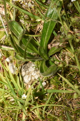 Biscutella laevigata laevigata