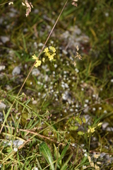 Biscutella laevigata laevigata