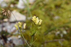 Biscutella laevigata laevigata
