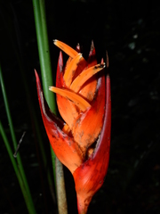 Heliconia densiflora