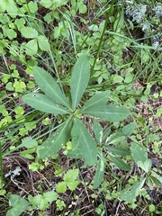 Liriomyza approximata