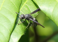 Allorhynchium chinense